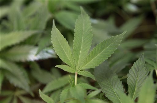 Ohio votes down legalizing marijuana