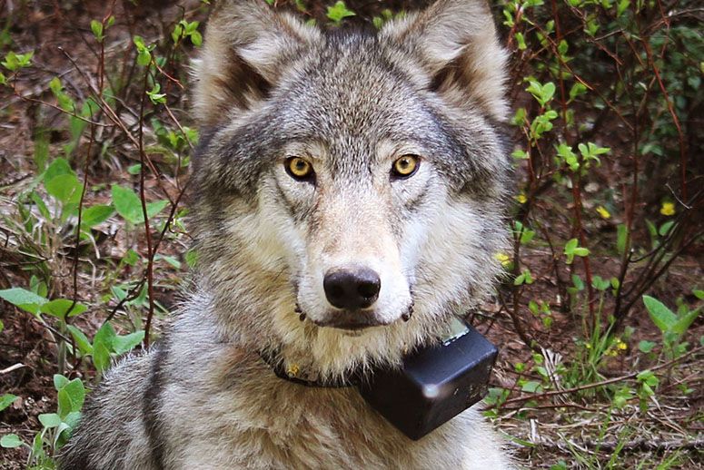 Oregon Fish and Wildlife Commission removes gray wolf from state endangered