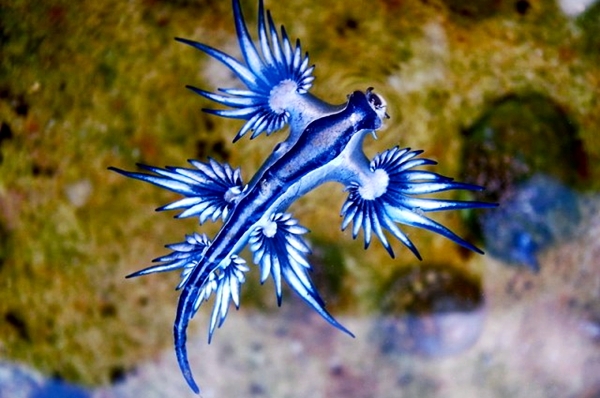 Blue Dragon Found on Australian Beach