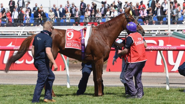 Red Cadeaux is attended to after pulling up injured in the Melbourne Cup at Flemington on Tuesday