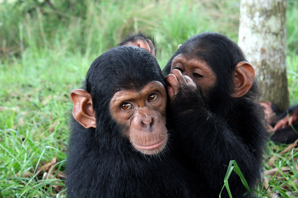 'chimpanzees have an accent