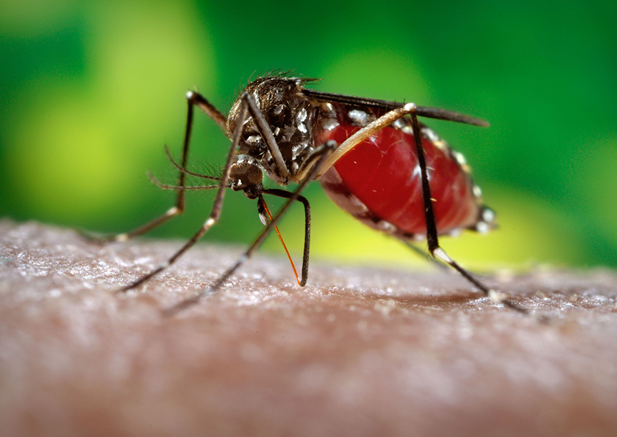 Malaria-resistant-mosquito