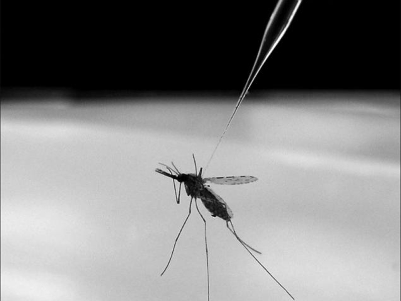 Mosquito