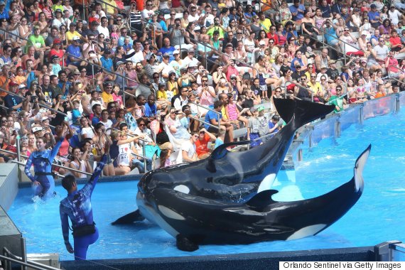 SeaWorld San Diego ending killer whale shows in 2016