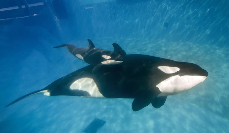 Federal bill: No more captive orcas