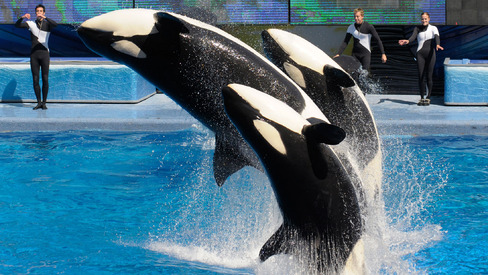 Trainers work with killer whales Trua front Kayla center and Nalani during the Believe show in Shamu Stadium at the Sea World Orlando theme park in Florida