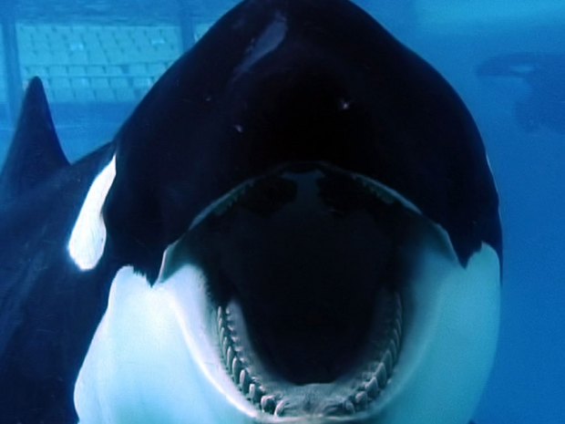 SeaWorld to phase out killer whale show in San Diego - report