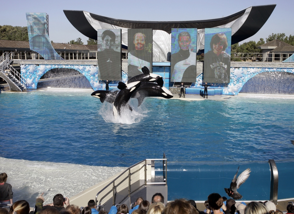 SeaWorld San Diego ending killer whale shows in 2016