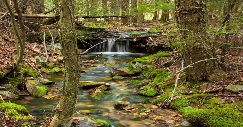 Cherry Run | Nicolas Tonelli