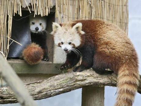 A red panda was seen at Sequoia Park Zoo in Eureka Calif. in March