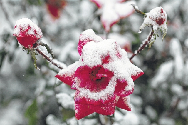 Winter Storm Warning extended until 6 p.m. for parts of Chicago area