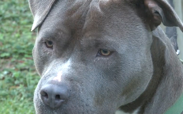 Staff at an animal centre were able to track down Thor's owners through a microchip the dog was wearing