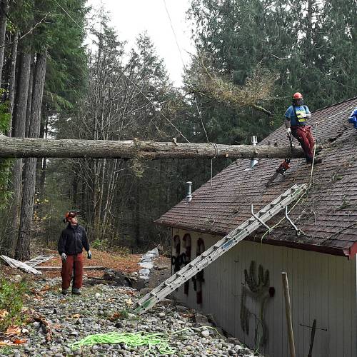 One Injured as Tree Smashes Bus; High Winds, Rain, Snow Hit Northwest | The