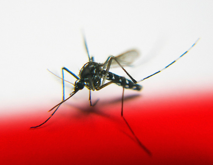 Mosquitoes can transmit a number of diseases to humans