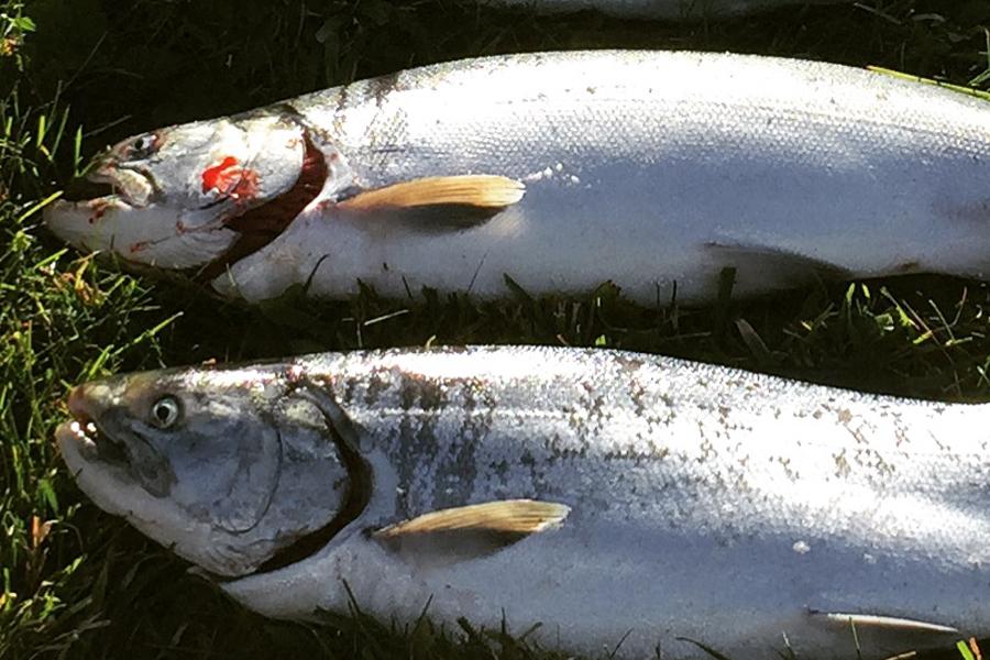 Subsistence-caught Unalaska Sockeye Salmon