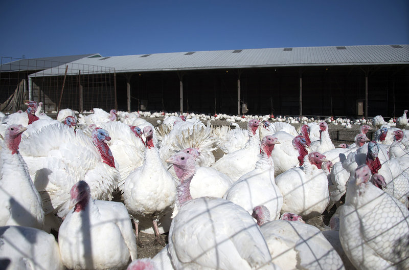 'Free-range turkeys at Maple Lawn Farms in Fulton Md. in November 2014. In some cases turkeys labeled'free-range roam freely on a farm. But in the vast majority spend most of their time in crowded houses consumer advocates say