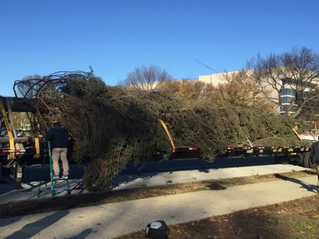 The Capitol Christmas tree arrives in D.C