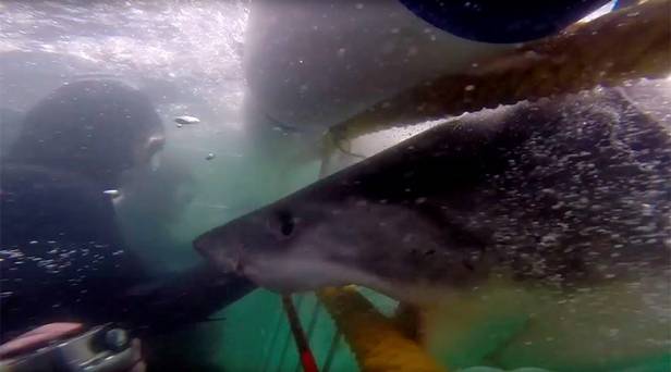 The Giant White Shark was stopped just centimetres from the group inside the cage Credit Spencer Reilly