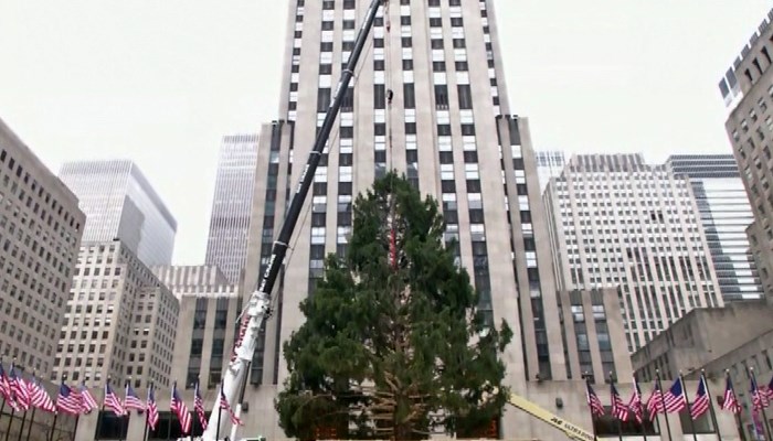 The Rockefeller Christmas tree has arrived in New York