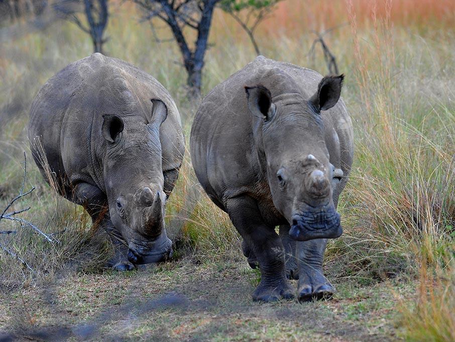 The ban was lifted at South Africa's High Court ALEXANDER JOE  AFP  Getty Images