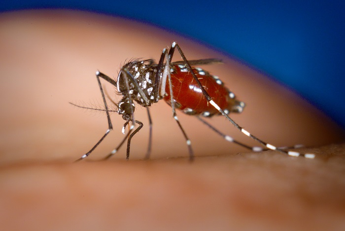 Chikungunya Virus