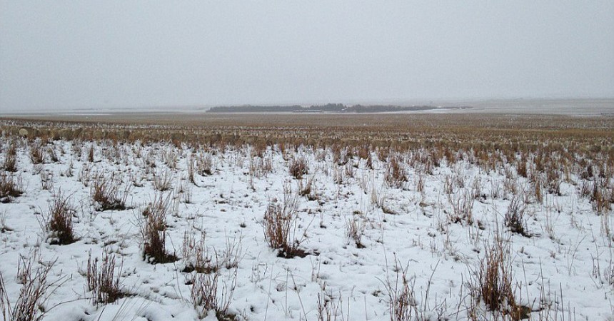 Can You See 500 Sheep in This Photo? Because We Sure Can't