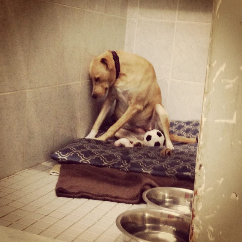 Toronto shelter dog Lana is so sad she won’t even go on walks