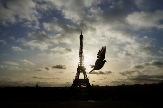 A bird flies in front of the Eiffel Tower which remained
closed on the first of three days of national mourning in Paris on
Sunday