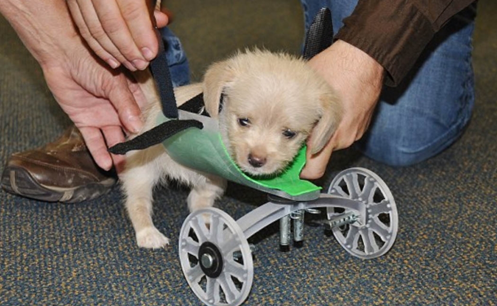 'Tumbles a 6-week old puppy born without legs is on the move thanks to a special 3-D printed wheelchair