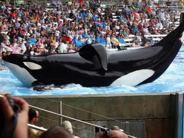 SeaWorld to end Shamu orca show at San Diego theme park