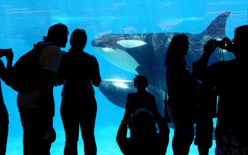 Visitors look at orca whales at Sea World in San Diego