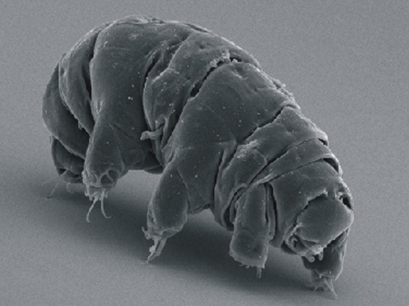 Water Bears Have Super Resistant DNA