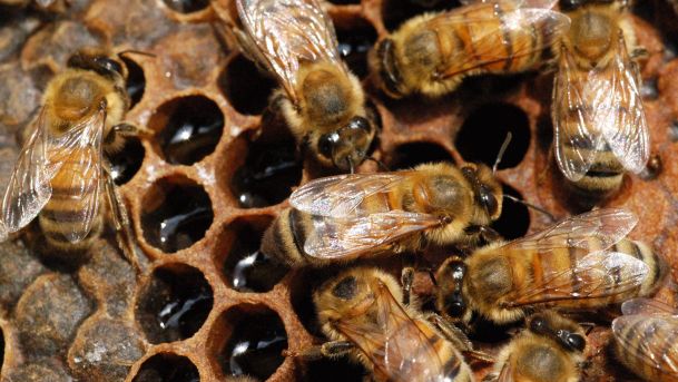 We knew man liked honey thousands of years ago. Now we know he also used its hive products more than 8,500 years