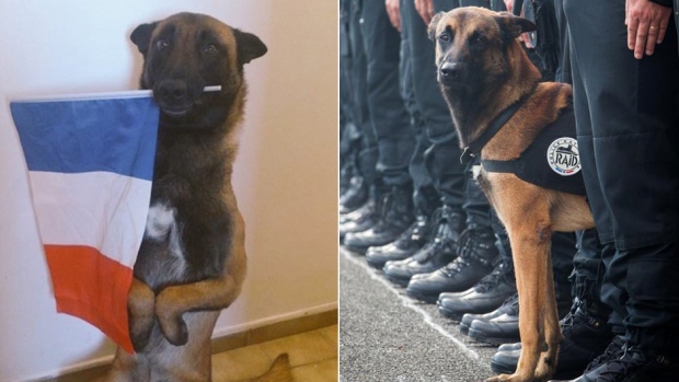 Diesel a French police dog killed in Wednesday morning's raids in Saint-Denis north of Paris. is being mourned on the internet. France's national police tweeted the news along with