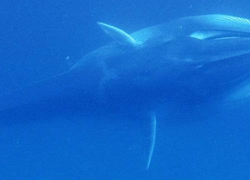 This Is One Of The World's Most Elusive Whales