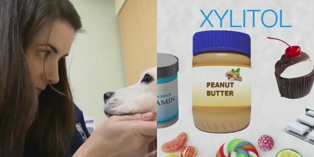 Xylitol can kill dogs