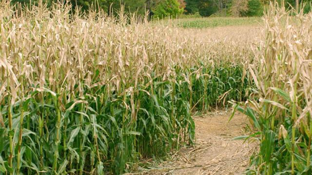 Corn field