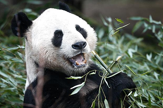 Researchers have identified 13 panda vocalisations which they claim carry specific messages
James Glossop  The Times