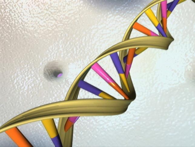 A DNA double helix is seen in an undated artist's illustration released by the National Human Genome Research Institute to Reuters