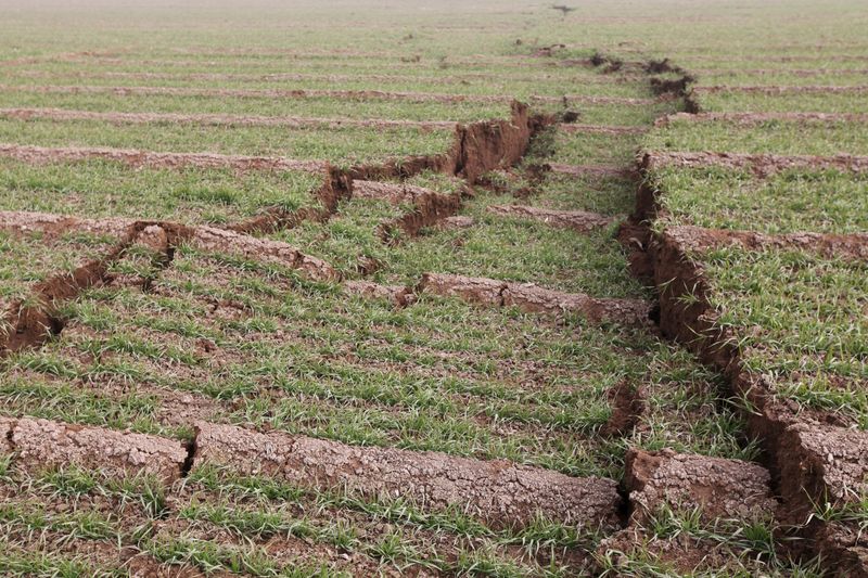 A damaged crop field is seen after a gypsum mine collapsed on Friday morning in Pingyi Shandong province. – Reuters pic