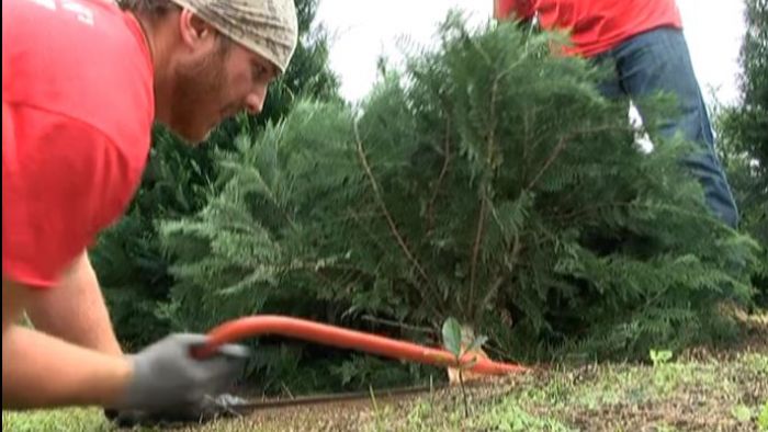 Tree lighting ceremony scheduled for Monday Nov. 30 in Buena Park