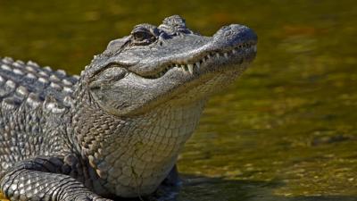 Florida burglary suspect eaten by alligator after fleeing police