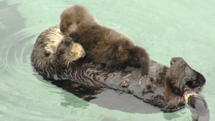 An otter gave birth at the Monterey Bay Aquarium's outdoor tide pool on Sunday