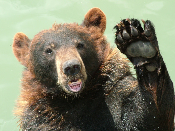 Boy Scout leader injured in bear encounter near Morris County reservoir