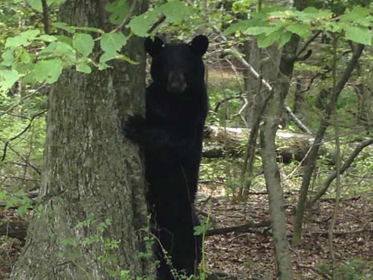 American black bear