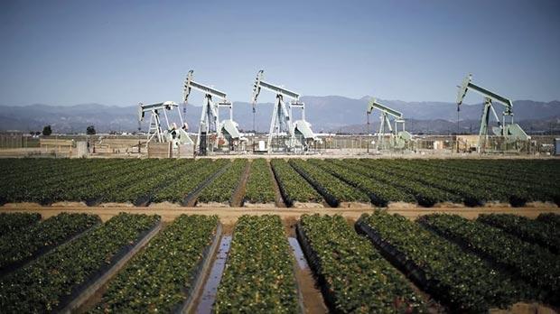 Oil pump jacks next to a strawberry field in Oxnard California