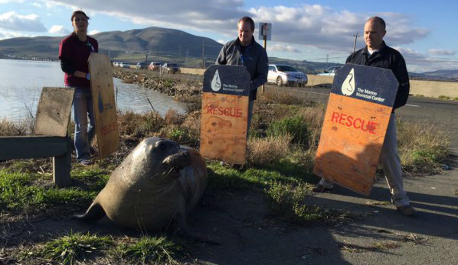 Seal tries to cross California highway