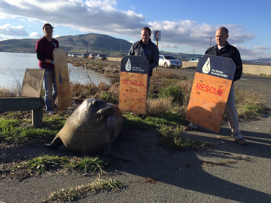 Elephant seal stops traffic in California