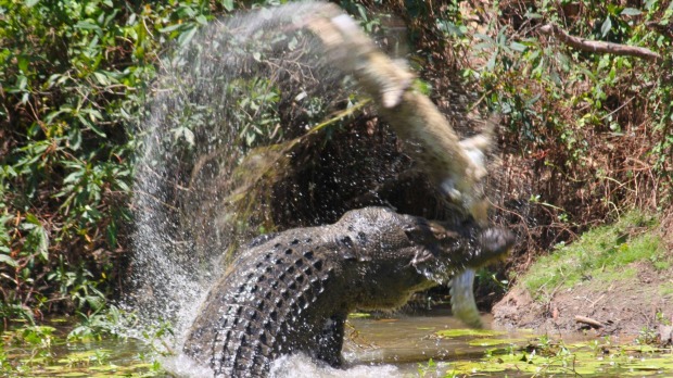 Crocodile fight Rinyirru National Park in North Queensland