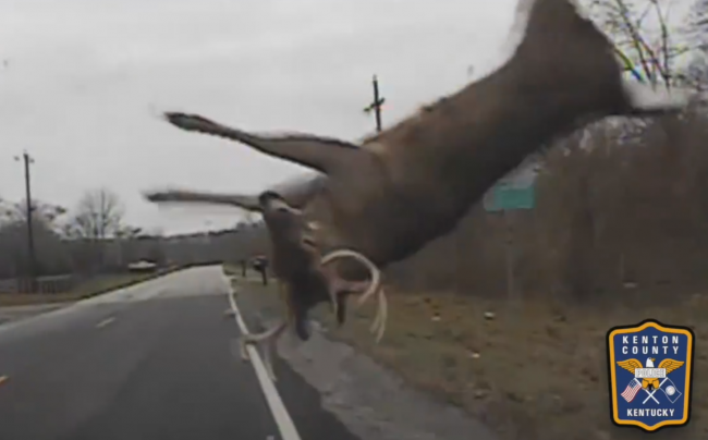 Deer survives shocking collision with police cruiser